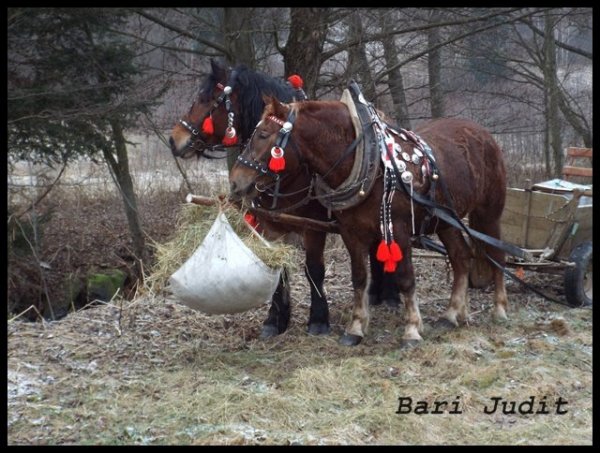 szalmaval