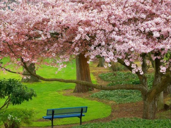 Park_bench_Wallpaper_z5om