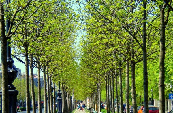 13047881_957819777658798_4061476717613701913_o